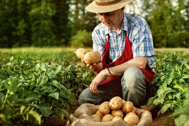 PepsiCo boosts precision agri tech for Walkers, Lay’s and Doritos brands