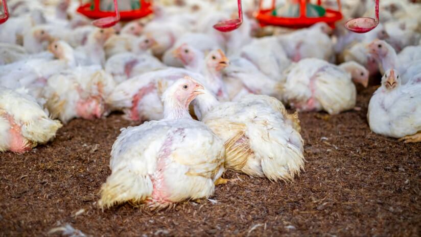Europe’s fast-food majors failing on poultry welfare progress