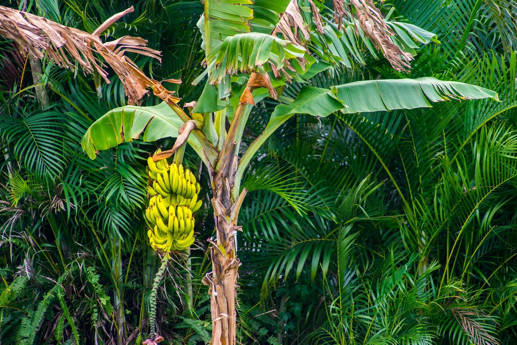 Brazilian-biotech-lab-creates-dish-from-banana-waste.jpg
