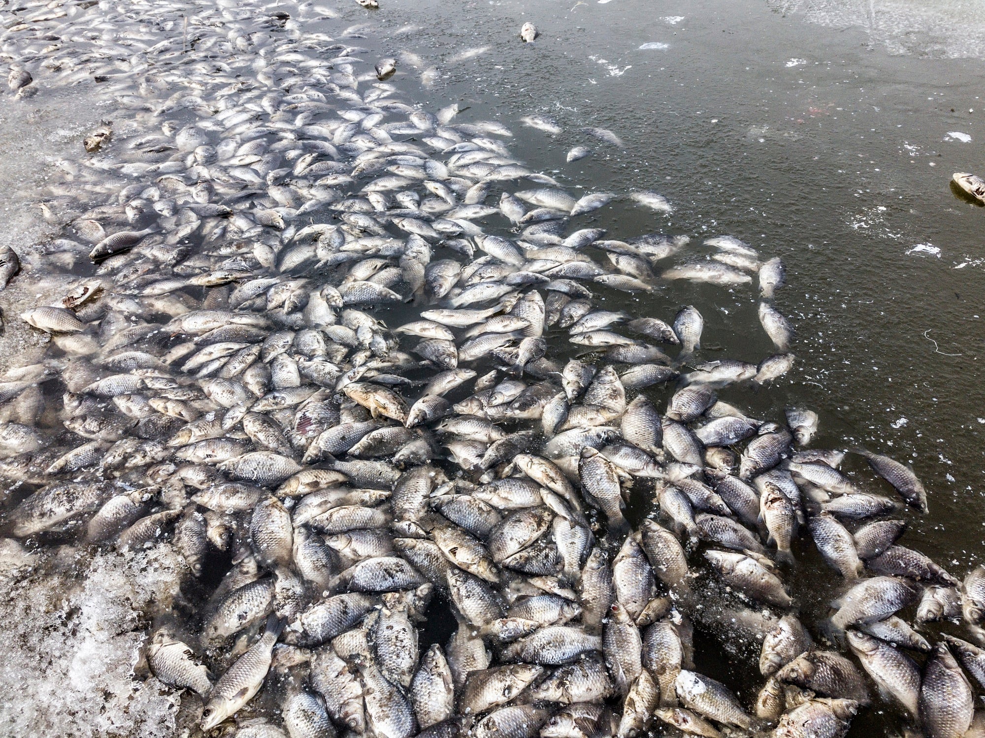 Deadly parasite threatens fishing industry