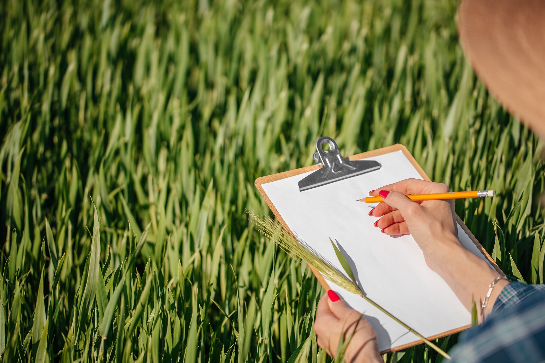 Agronomist evaluating wheat growth in a green field and taking notes on a clipboard. Agricultural research, crop monitoring and farm management concept.