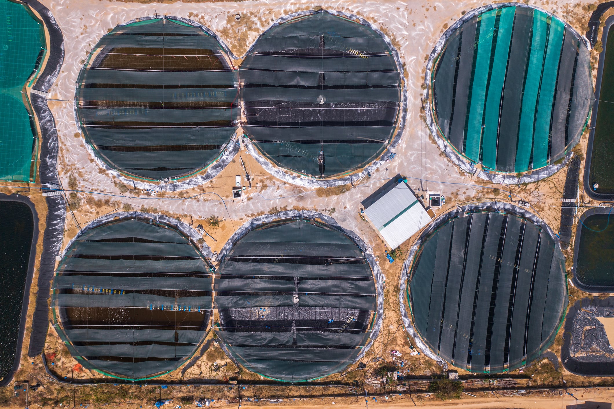 Aquaculture: Sustainability win or animal welfare nightmare?