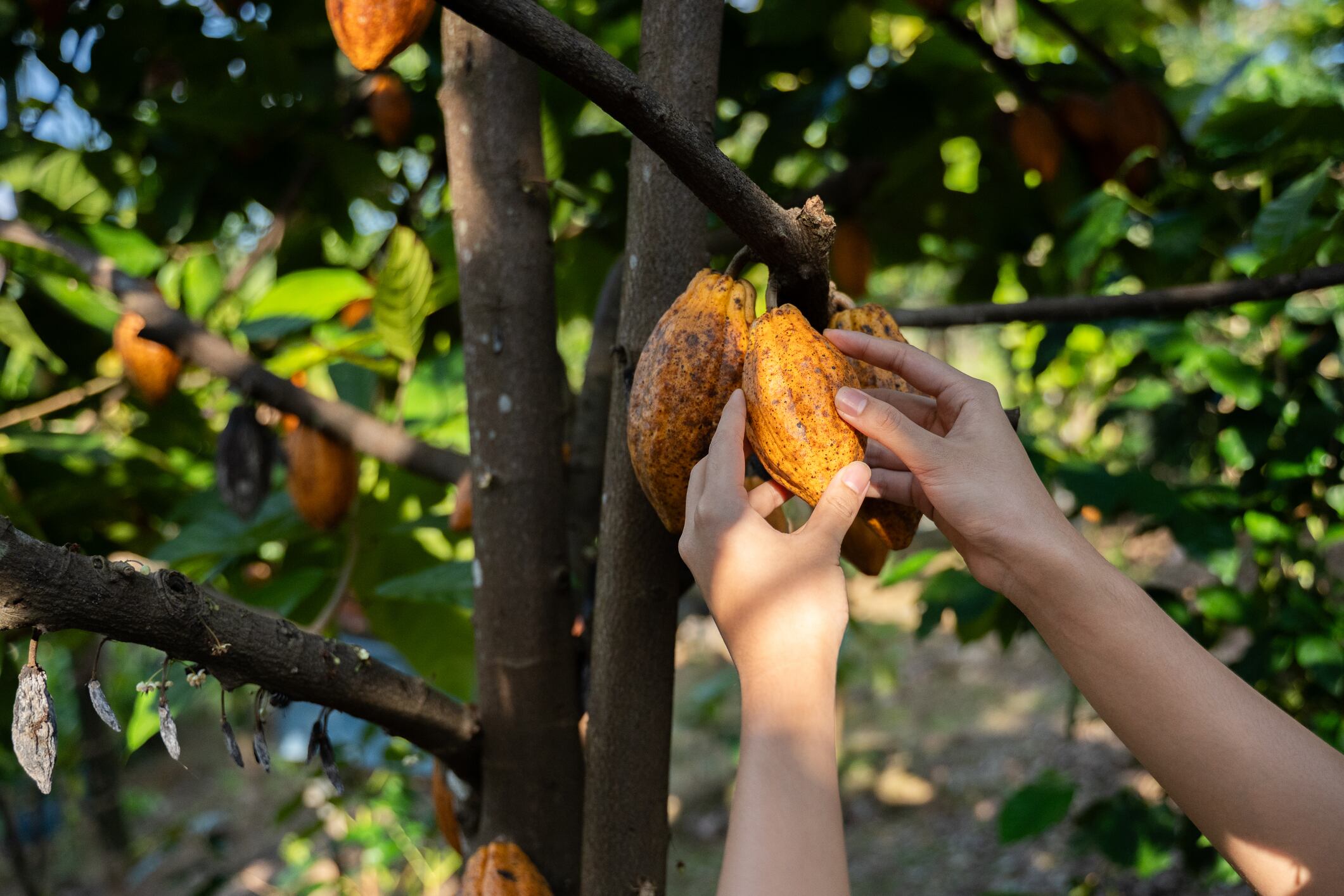 Farmer hand picking ripe cacao pods growing directly from the trunk cacao tree in a lush growth of tropical farms or plantations.