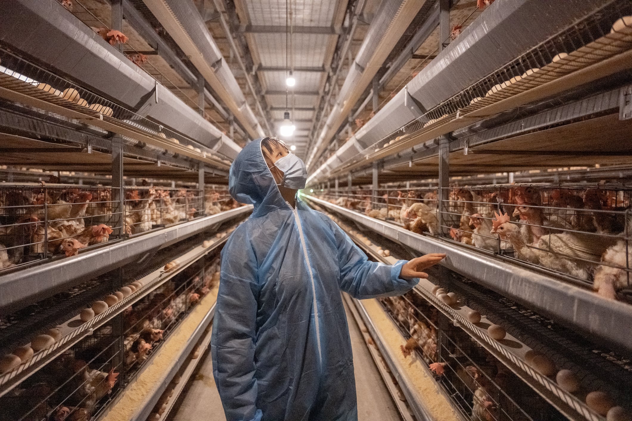 A female worker works at a laying hen farm
