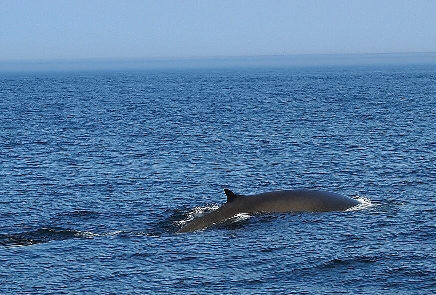 Fin-Whale.png