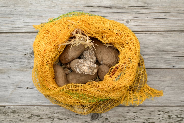 Researchers unveil biosensor that detects hidden rot in potatoes