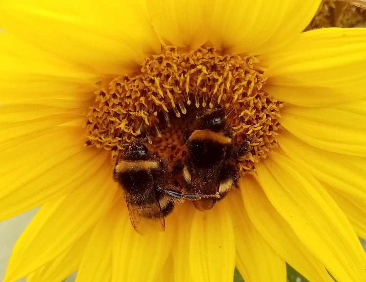 honeybees-Derick-Hudson.jpg