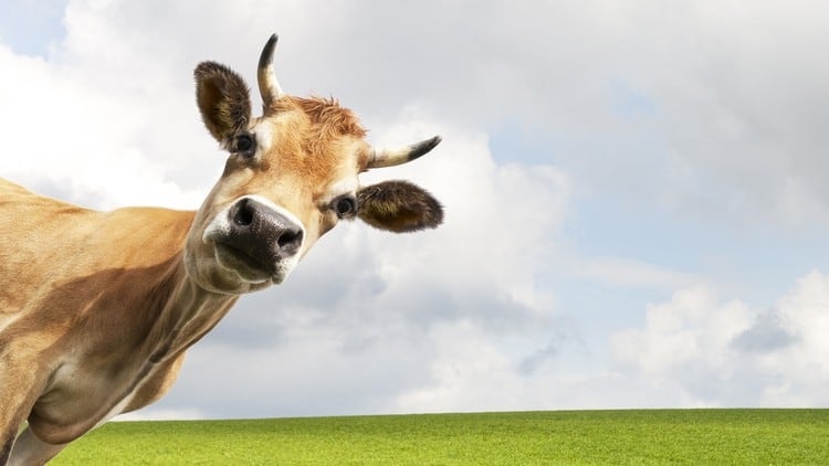 Better for body? Conventional red meat better source of essential proteins than plant-based analogues – RCT, experts