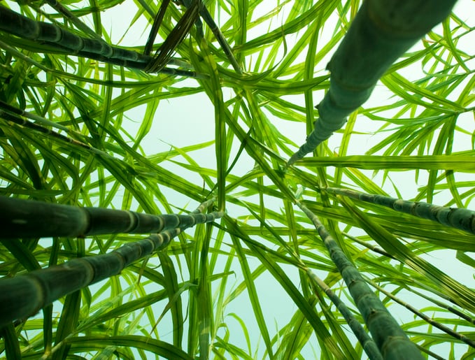 European-Commission-releases-framework-for-bio-based-biodegradable-plastic.jpg