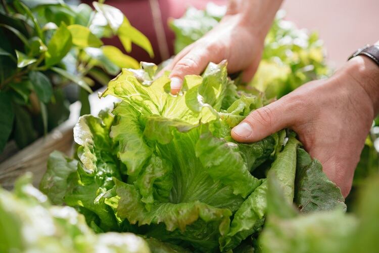 lettuce-Arno-Images.jpg