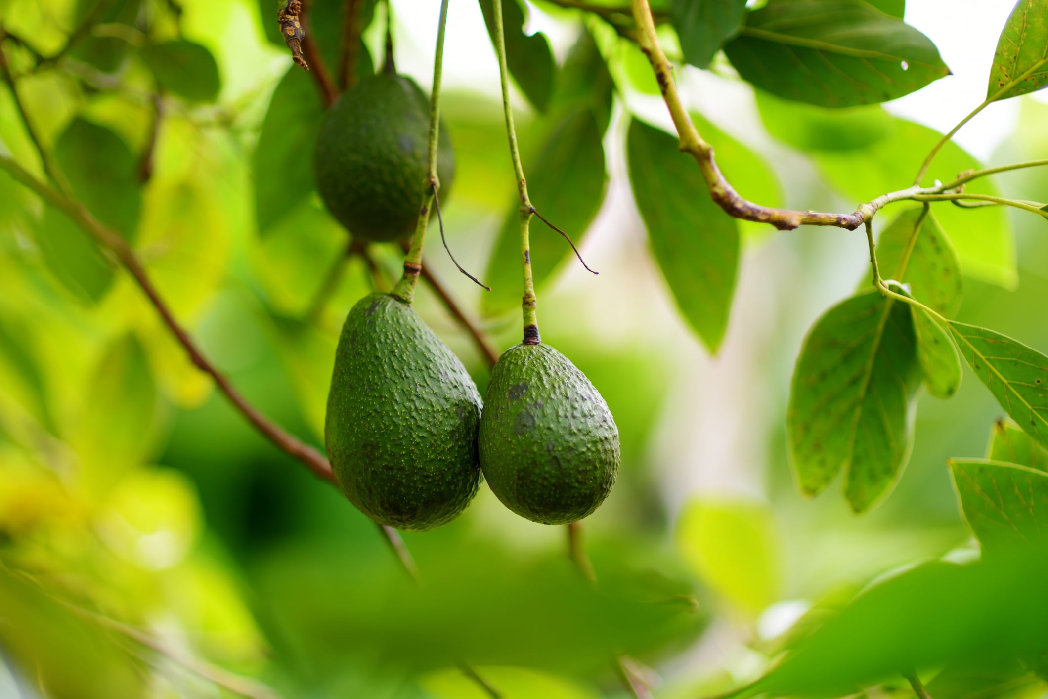 Tesco suspends Kenyan avocado supplier after rights abuse claims 