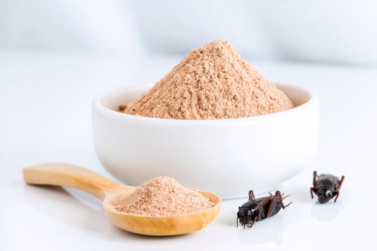 Crickets-as-a-new-protein-source-No-whey.jpg