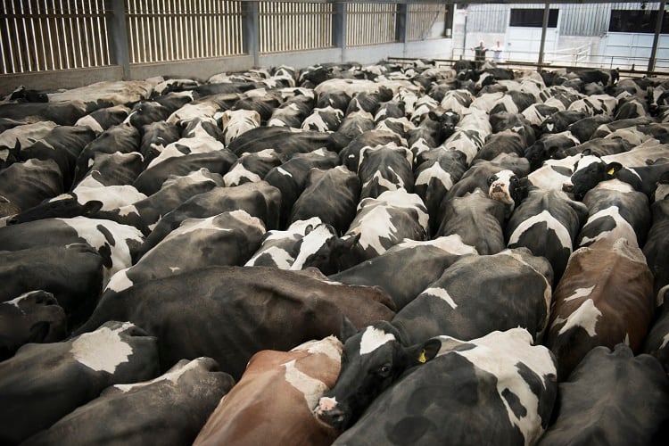 Dairy-Indistry-cows-close-together-GettyImages-Monty-Rakusen.jpg