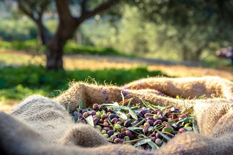 Olive oil giant aligns with SDGs to protect against oversupply: ‘The current model is not sustainable’