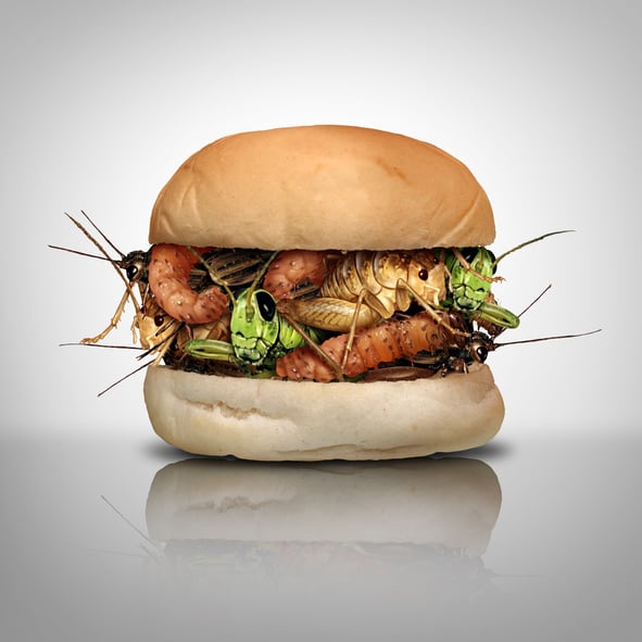 Edible insects ‘more sustainable as food rather than animal feed’