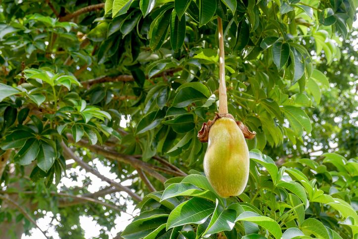 Baobab: the next superfruit flavour?