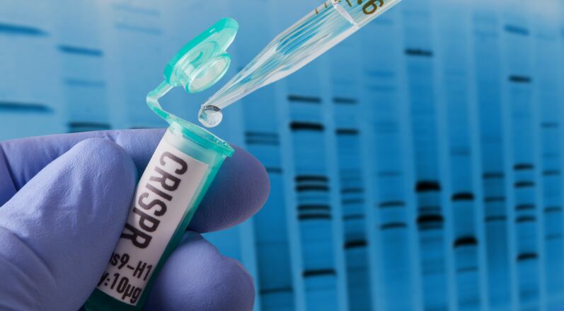 ‘News of this trial will likely be welcomed by the food industry’: Europe’s first CRISPR-edited wheat set to be grown