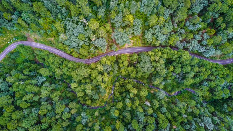 Nestle-to-plant-3-million-trees-in-the-Americas-by-2021.jpg