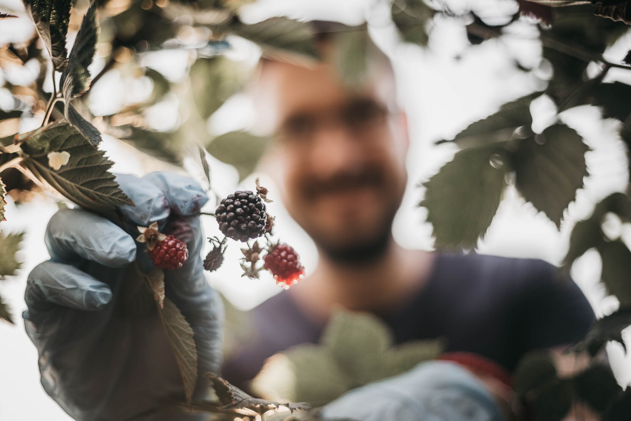 picking Wild Berries in Forest