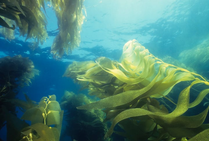 Seaweed sector buoyed as 20 species of sea lettuce found on Baltic and Scandinavian coasts
