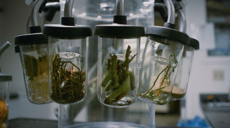 Brightseed-raises-27m-to-fuel-its-AI-powered-phytonutrient-discovery-platform.jpg