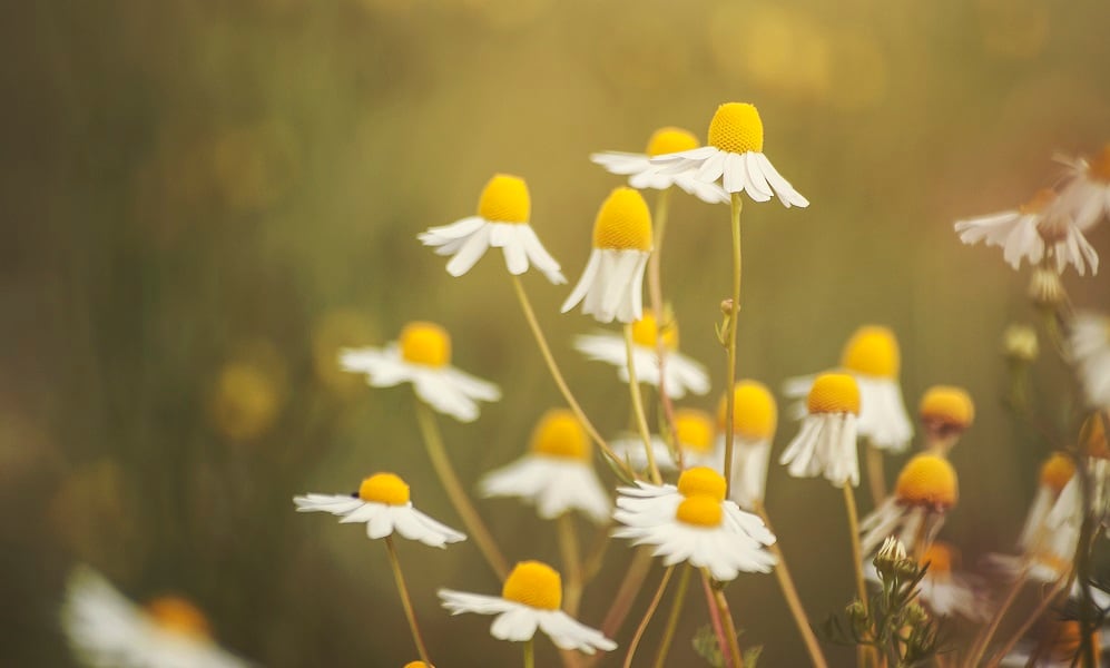 Botanical yields fall as climate change affects harvests
