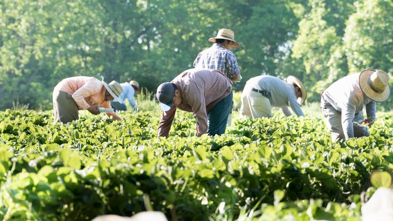 Food and beverage companies ‘failing to protect workers from forced labour risks’: report