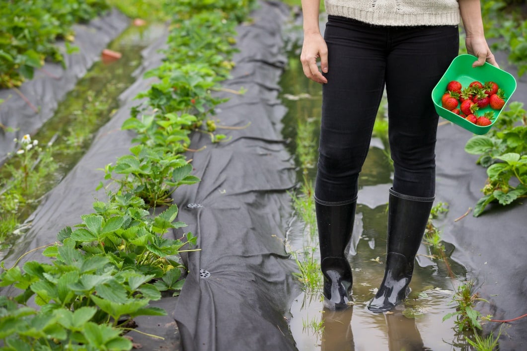 Saline-farming-Unlocking-new-opportunities-for-food-through-an-innovative-response-to-climate-change.jpg