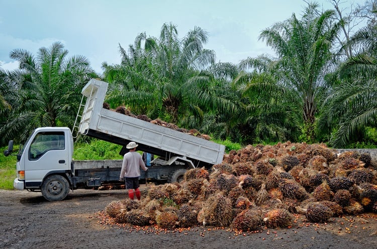 Unilever-pilots-Orbital-tech-to-boost-transparency-in-palm-oil-and-soy-supply-chains.jpg