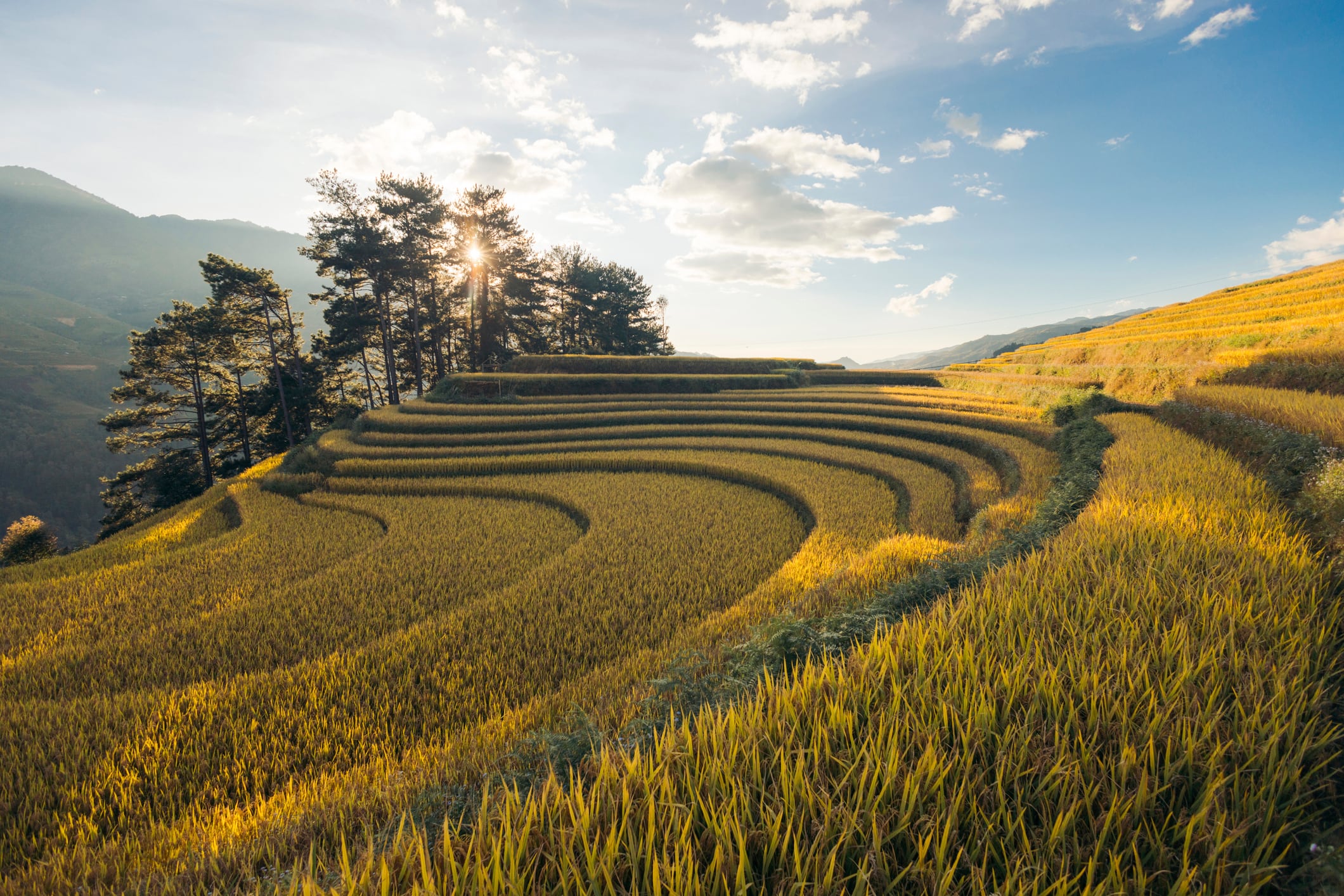 Rice paddy in terraces