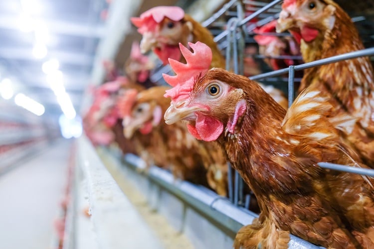 hens-chayakorn-lotongkum.jpg