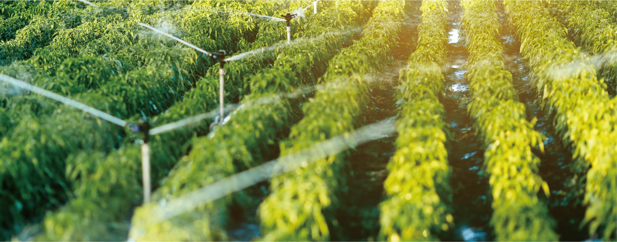 Fermentation-nutrients-in-bio-agriculture-for-sustainability.jpg