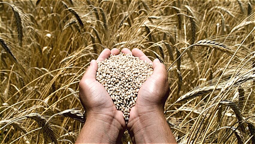wheat.jpg