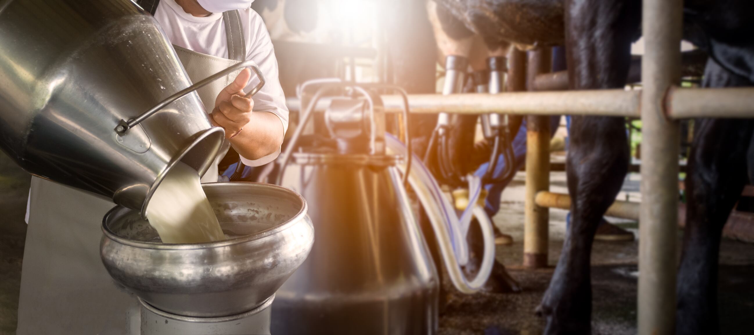 Paving the milky way: China dairy giant Mengniu continues expansion plans in Uruguay