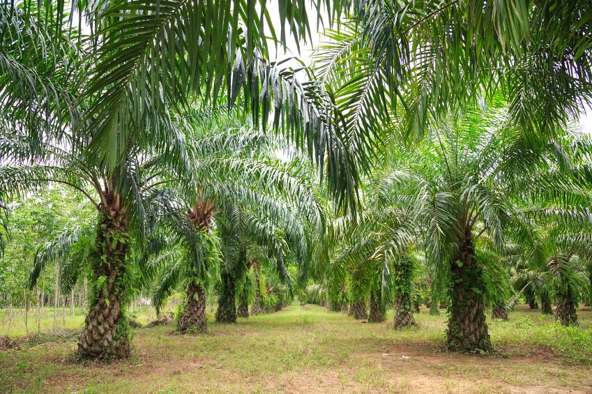 palm-oil-crops.jpg