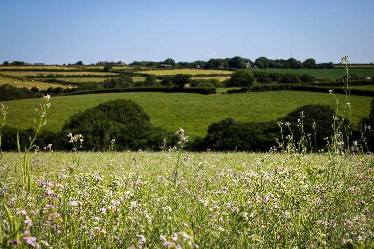 Root-Zero-cover-crops-planted-at-Morgan-Scale-farm.jpg
