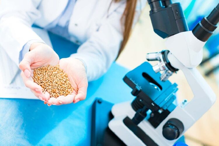 Extremely-strict-GMO-policy-detrimental-to-agricultural-biotech-argues-philosopher.jpg