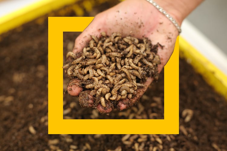 Flybox: On-site insect farming developed for food manufacturers and  retailers