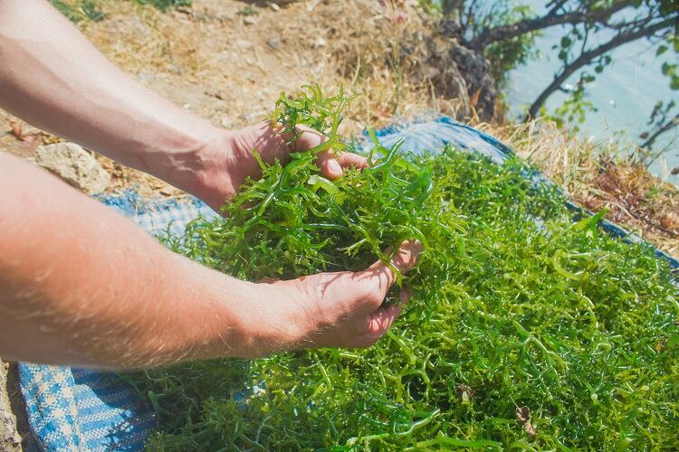 seaweed-Kanawa_Studio.jpg