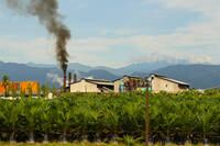 Unilever discloses palm oil supply chain details
