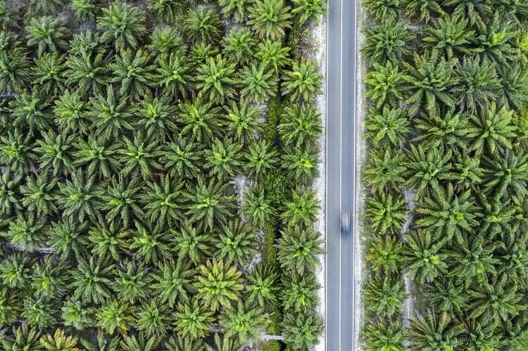 GettyImages-joakimbkk-palm-plantation.jpg