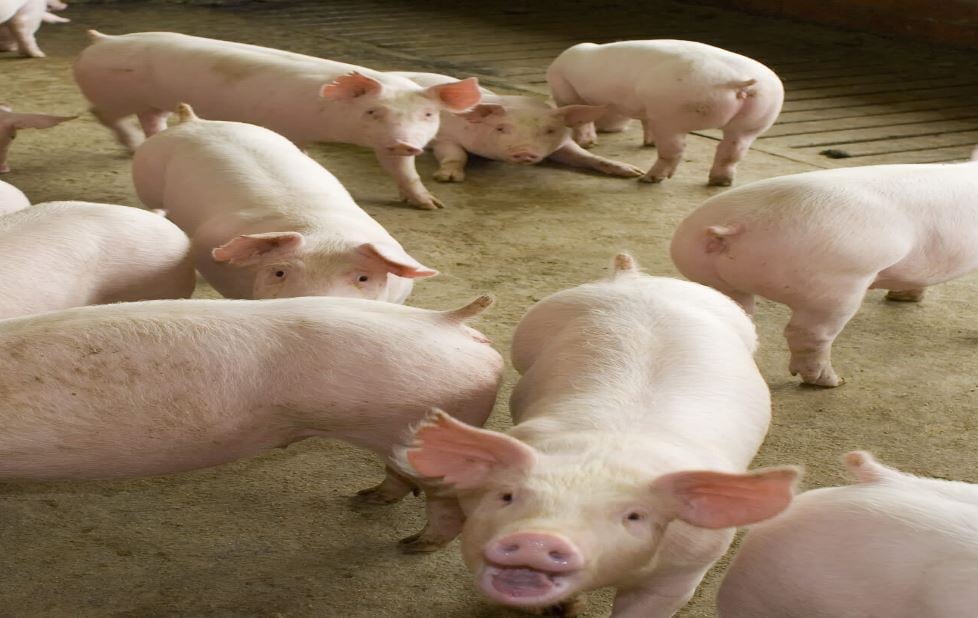 Irish Agri-food veterans launch Tradeforus online livestock trading platform