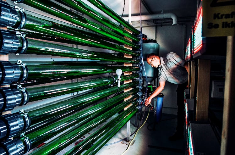 Microalgae for food: Denmark backs ‘ultra-sustainable’ protein source for new ingredient