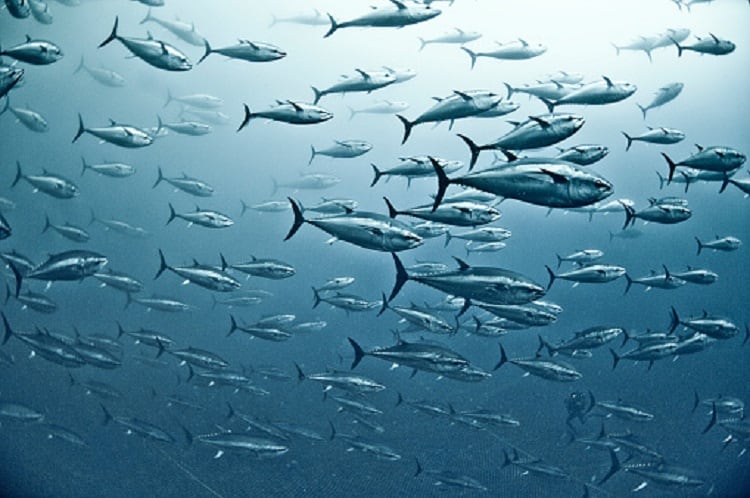 Climate change: Plenty more canned fish in the sea