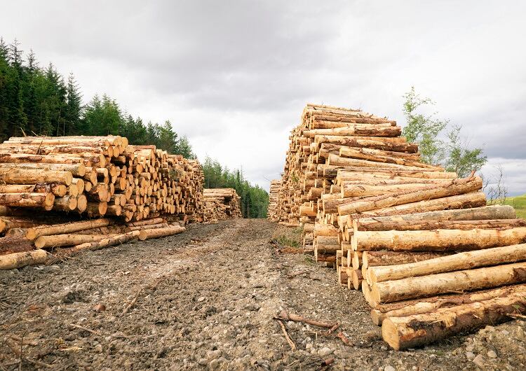 Defrestation-logs-GettyImages-georgeclerk.jpg