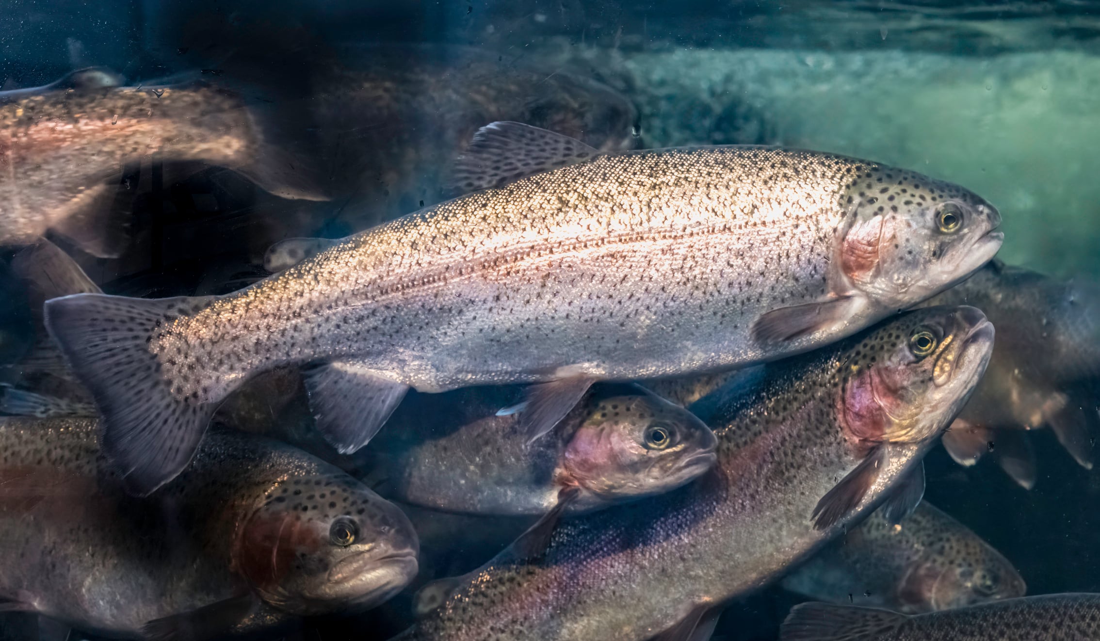 The rainbow trout (Oncorhynchus mykiss) is a species of trout native to cold-water tributaries of the Pacific Ocean in North America and Asia. The steelhead (sometimes called steelhead trout) is an anadromous (sea-run) form of the coastal rainbow trout