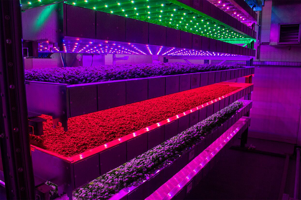 ‘Revolutionising global horticulture’: Intelligent Growth Solutions on the nascent vertical farming market