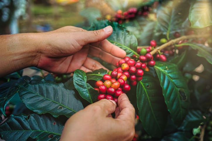 Coffee-plant-GettyImages-lucky-sky.jpg