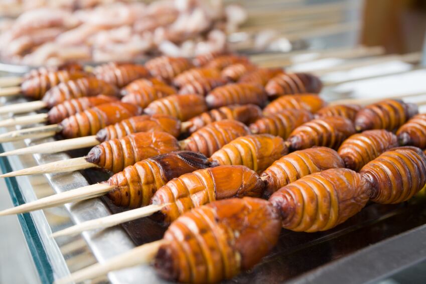 Insects_silkworms.jpg