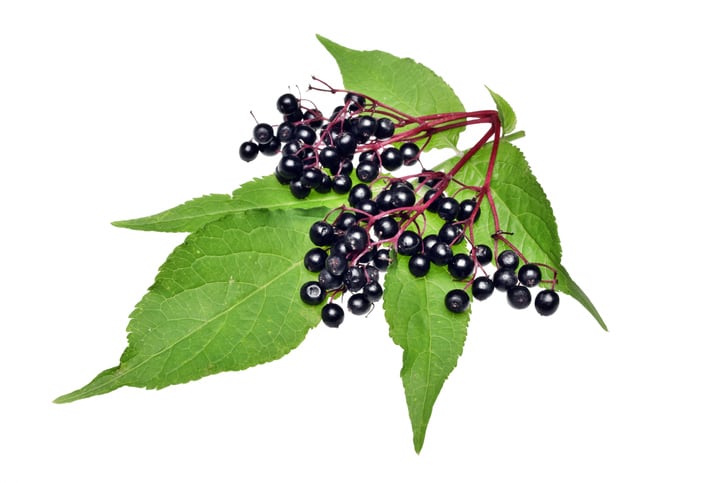 BAPP reports 11% of 532 elderberry products tested failed ID specs